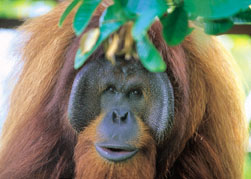 Orang Utans