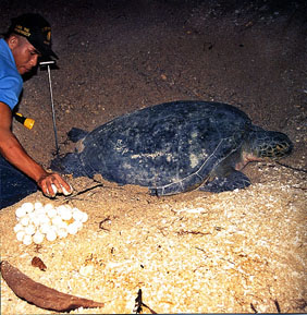Sea Turtles Laying Eggs