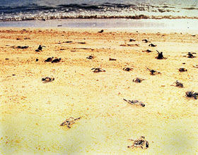 Baby turtles making thier way to sea
